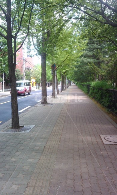 인도,가로수,울타리,도로,봄,식물,자연,plants,nature,나무,trees,wood