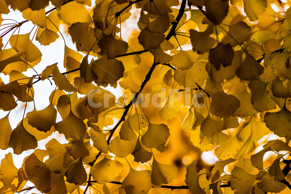 은행,은행나무,은행잎,은행숲,은행나무숲,가을,계절,fall,autumn,season,식물,자연,plants,nature,leaf,잎,plant