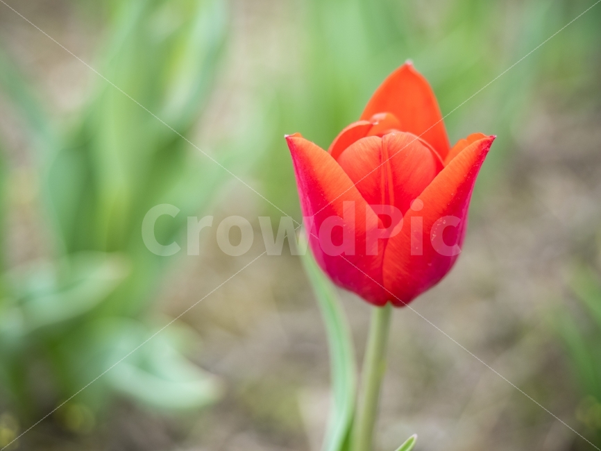 튤립,봄,꽃,생기,빨강,flower,spring,식물,자연,plants,nature,봄,계절,spring,season,꽃,flower,plant,blossom