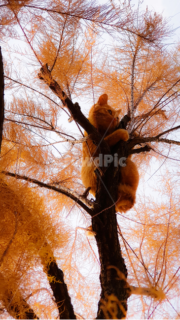 cat,고양이,냥이,치즈냥,보호색,protectedcolor,위석류,단풍,감성,나무,가을,tree,fall,auttumn