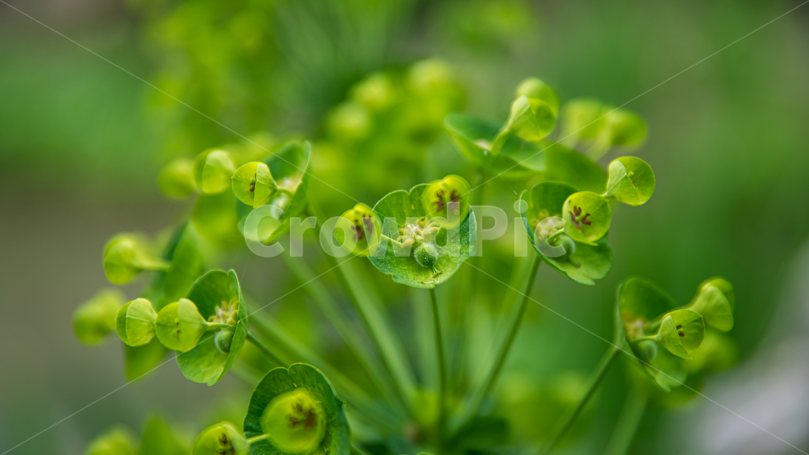 식물,꽃,plant,flower,blossom,식물,자연,plants,nature,꽃,flower