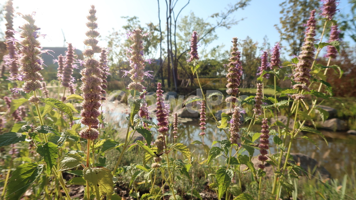 plant,식물,flower,꽃,blossom,정원,garden,식물,자연,plants,nature,꽃,flower