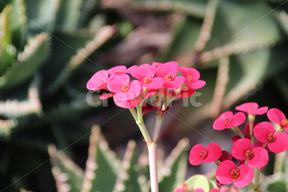 꽃,선인장꽃,자연,수목원,풍경,식물,자연,plants,nature,꽃,flower