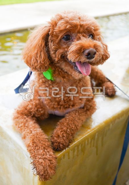 강아지,개,푸들,갈색푸들,애완동물