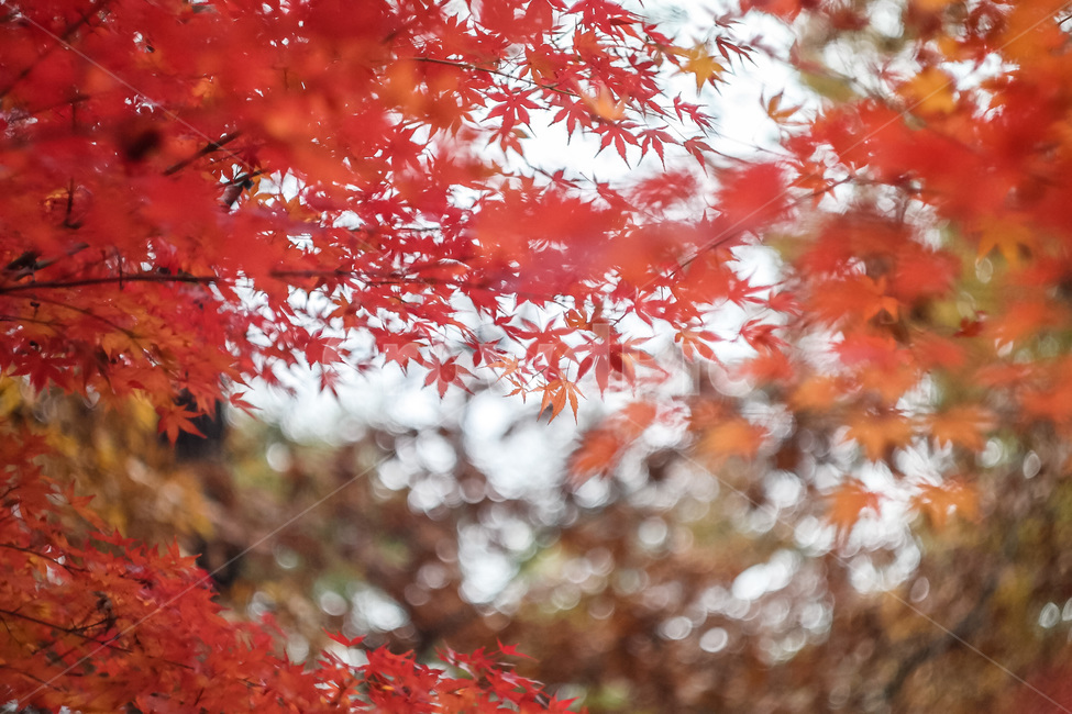 가을,가을색,단풍,만추,가을이미지,자연,풍경,autumn,season,계절,아름다운,식물,fall,가을,계절,fall,autumn,season,식물,자연,plants,nature,plant,leaf,잎,tree,나무,maple