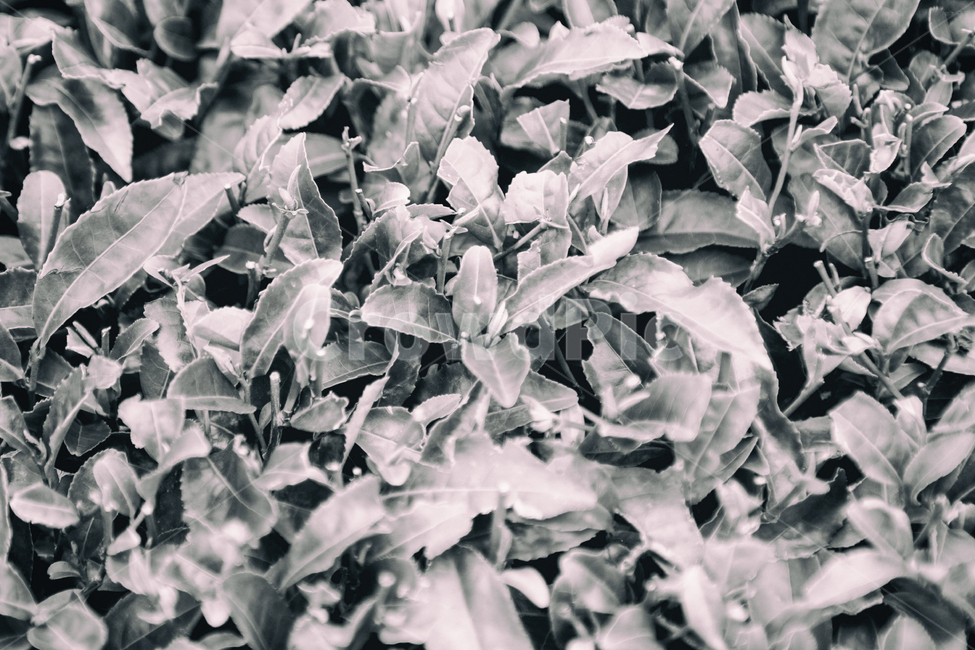 자연,풍경,차,녹차,녹차밭,흑백,nature,landscape,tea,greentea,plant,식물,여름,계절,summer,seasons,blackandwhite,식물,자연,plants,nature,흑백,모노톤,monochrome,black and white