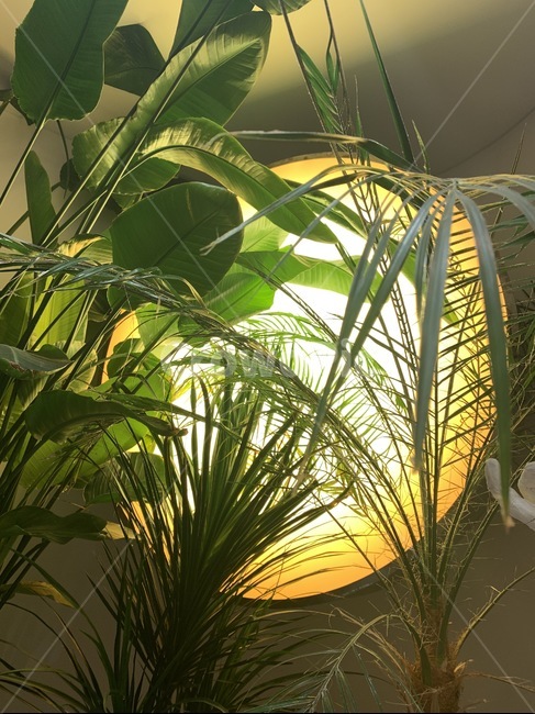 식물,plant,빛,화분,인테리어