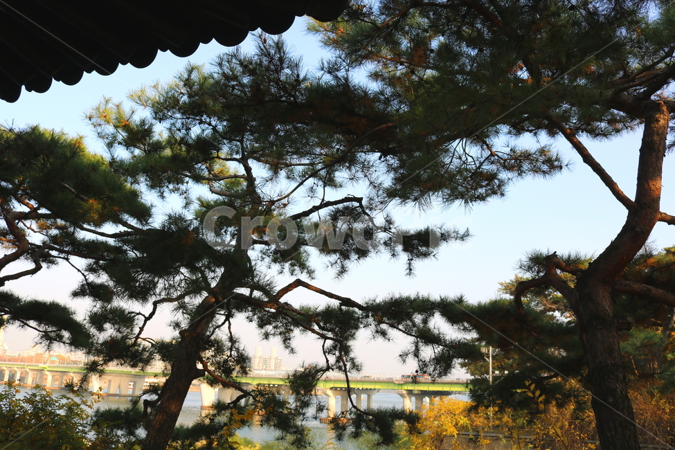 공원,선유도공원,한강공원,소나무,나무,양화대교,대교,다리,한강,자연,풍경,강,물,식물,자연,plants,nature,나무,trees,wood