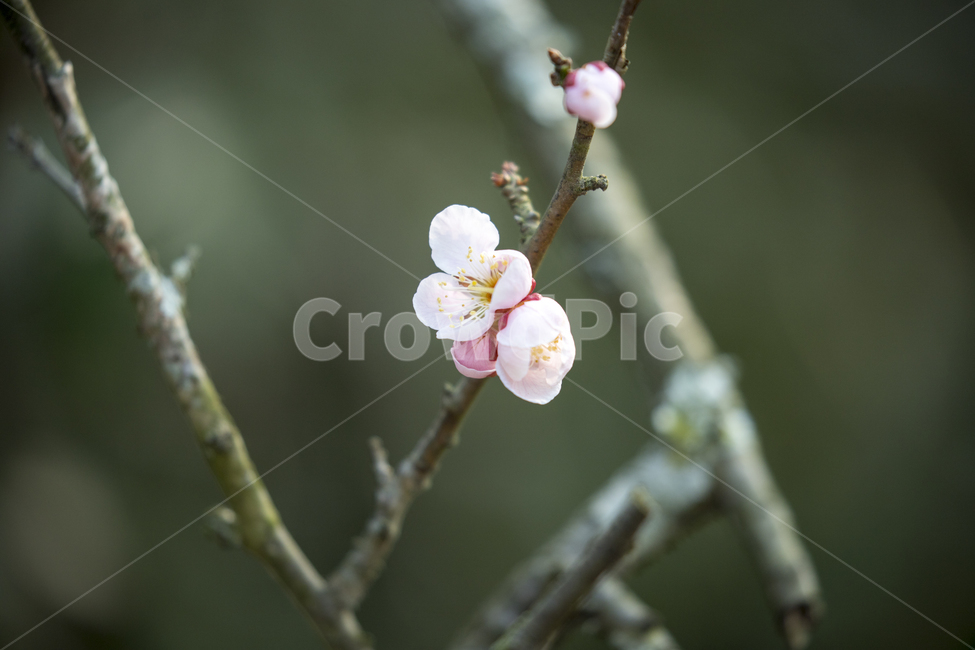 봄꽃,벚꽃,봄,매화,꽃,꽃봉오리,봉오리,분홍,flower,cherryblossom,plumblossom,spring,봄,계절,spring,season,식물,자연,plants,nature,꽃,flower,plant,blossom