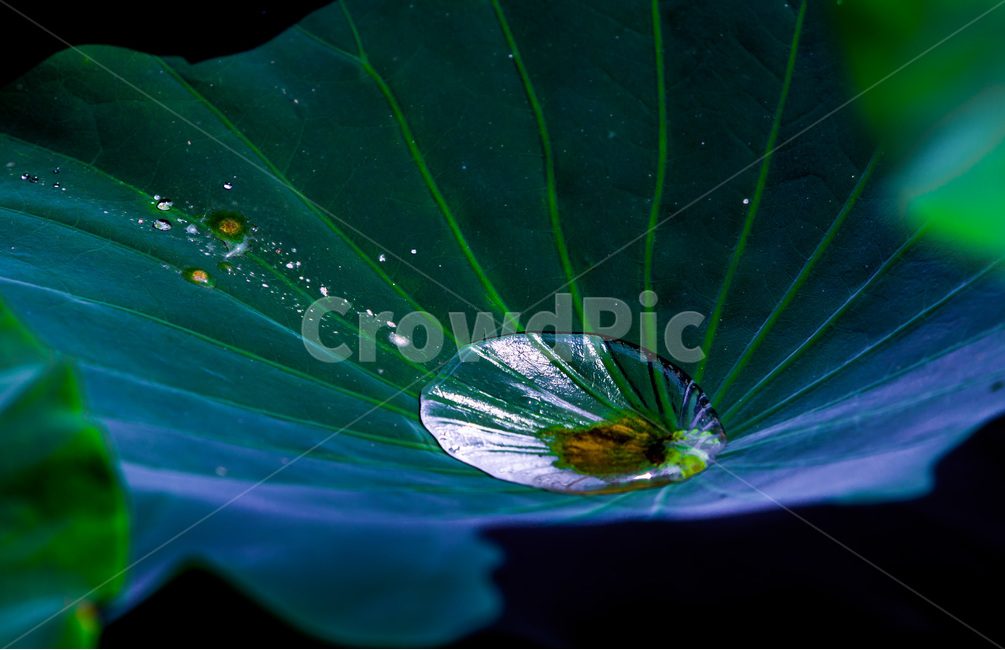 물방울,문양,무늬,연잎,습지,식물,자연,plants,nature