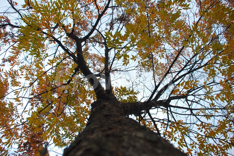 나무,하늘,조경,공원,산,가을,봄,노랑,묘목,식물,자연,plants,nature,가을,계절,fall,autumn,season,tree,plant,tree trunk,나무 줄기