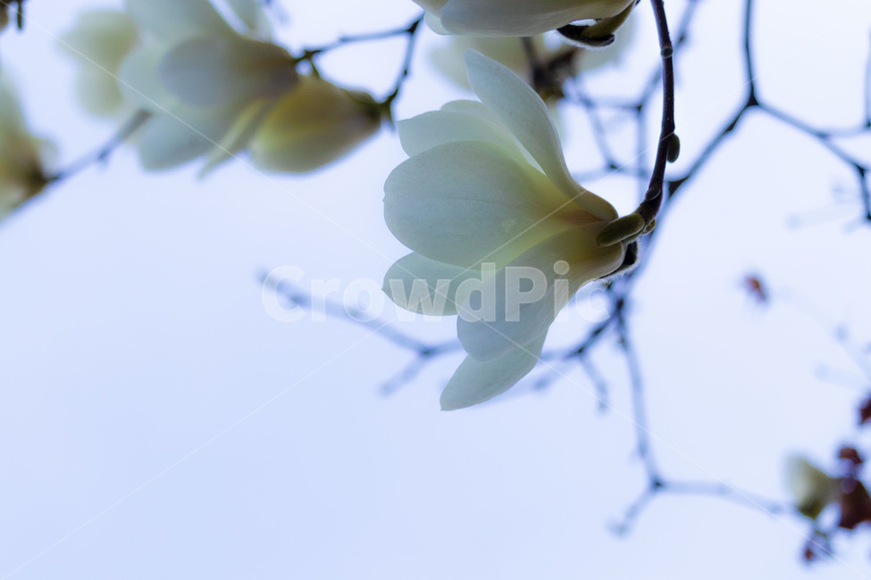 목련,백목련,봄꽃,목련꽃,흰목련,식물,자연,plants,nature,꽃,flower
