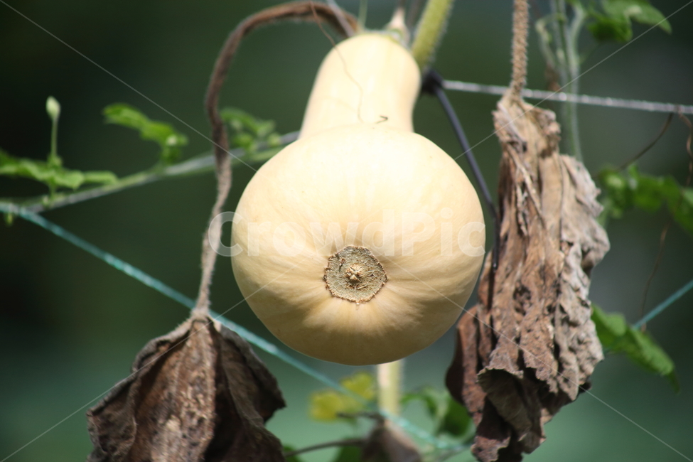 호박,농작물,호박꽃,덩굴식물,pumpkin