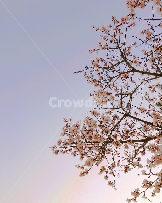 벚꽃,분홍색,pink,cherryblossom,flower