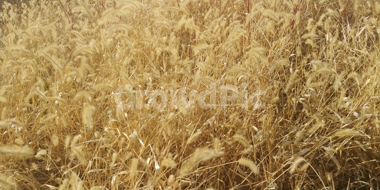 가을,갈대,강아지풀,잡초,가을바람,식물,plant