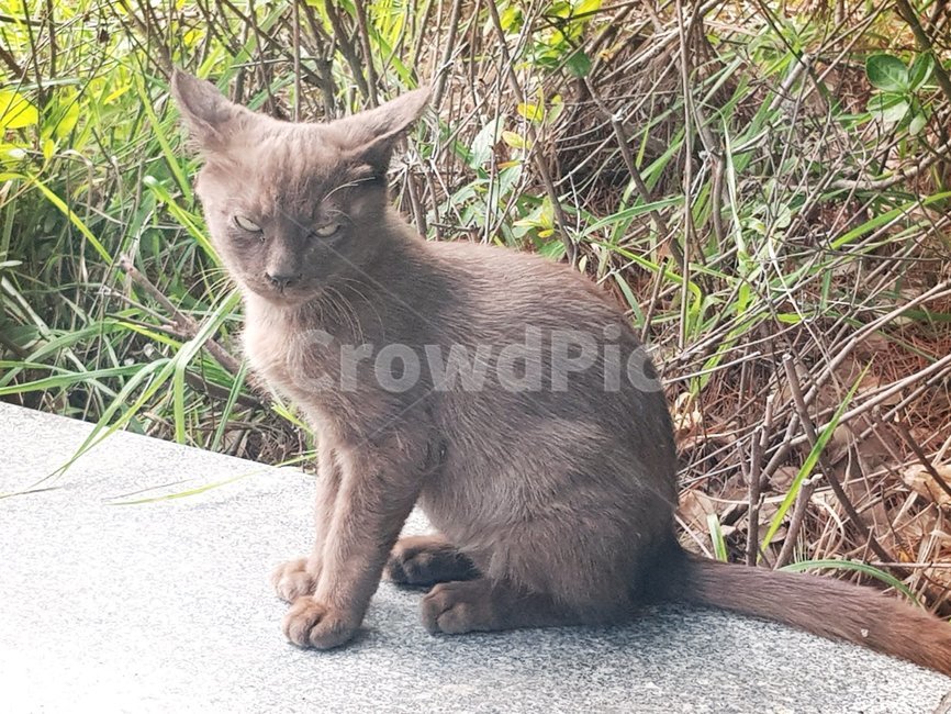 고양이,길,갈색,동물,거리,동물,animal,포유류,mammal,고양이,cat,kitten,kitty