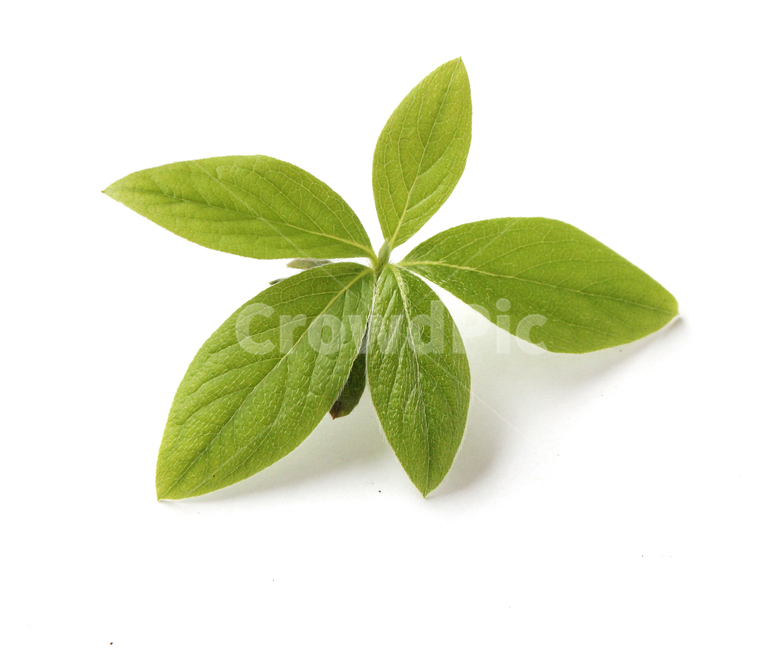 closeup,fresh,green,leaf,leaves,macro,natural,nature,plant,white,식물,클로즈업,나뭇잎,잎,신선한,그린,녹색,자연,흰배경,화이트,식물,자연,plants,nature,누끼,remove background