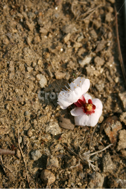 벚꽃,봄,봄날,감성,spring,flower,풍경,식물,꽃,분홍색,봄,계절,spring,season,식물,자연,plants,nature,꽃,flower,plant