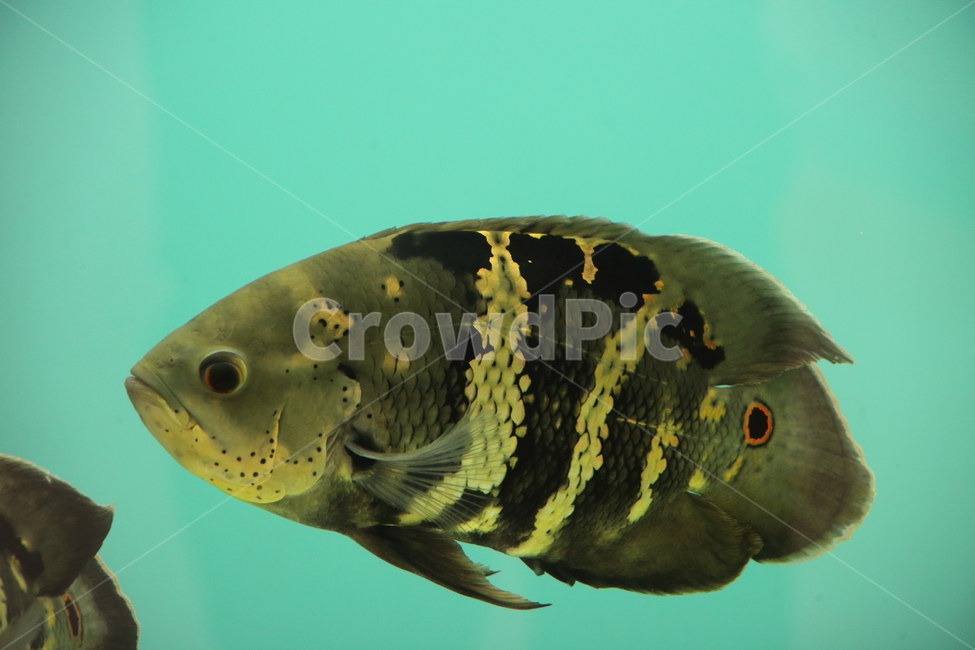 물고기,담수어,열대어,동물,fish,tropicalfish,오스카,Oscarfish,Astronotusocellatus,Astronotuscrassipinnis,동물,animal,어류,물고기,fish