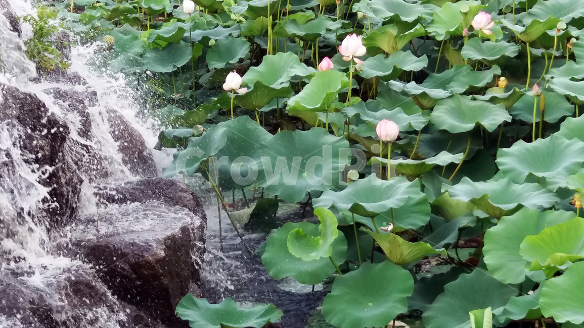 연꽃,연잎,폭포,연봉오리,수련,식물,자연,plants,nature,꽃,flower