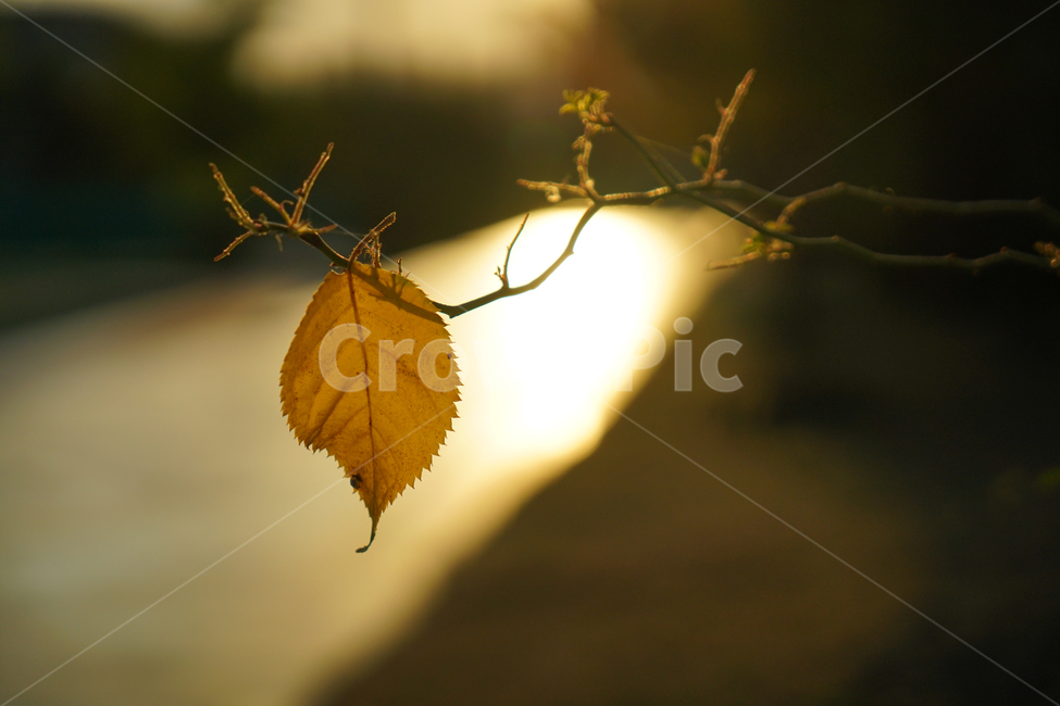 단풍,낙엽,나뭇잎,가을,나뭇가지,햇살,빛살,가을,계절,fall,autumn,season,식물,자연,plants,nature,감성,sensible,feeling,veins,정맥,light,빛,flare,플레어