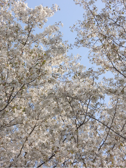 봄,벚꽃,나뭇가지,하늘,계절,꽃잎,spring,cherryblossom,sky,season,flower,branch,tree
