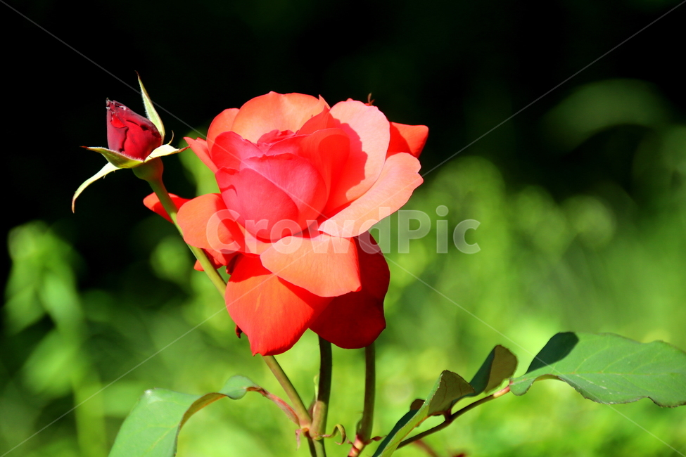 꽃,장미,식물,plant,rose,식물,자연,plants,nature,꽃,flower