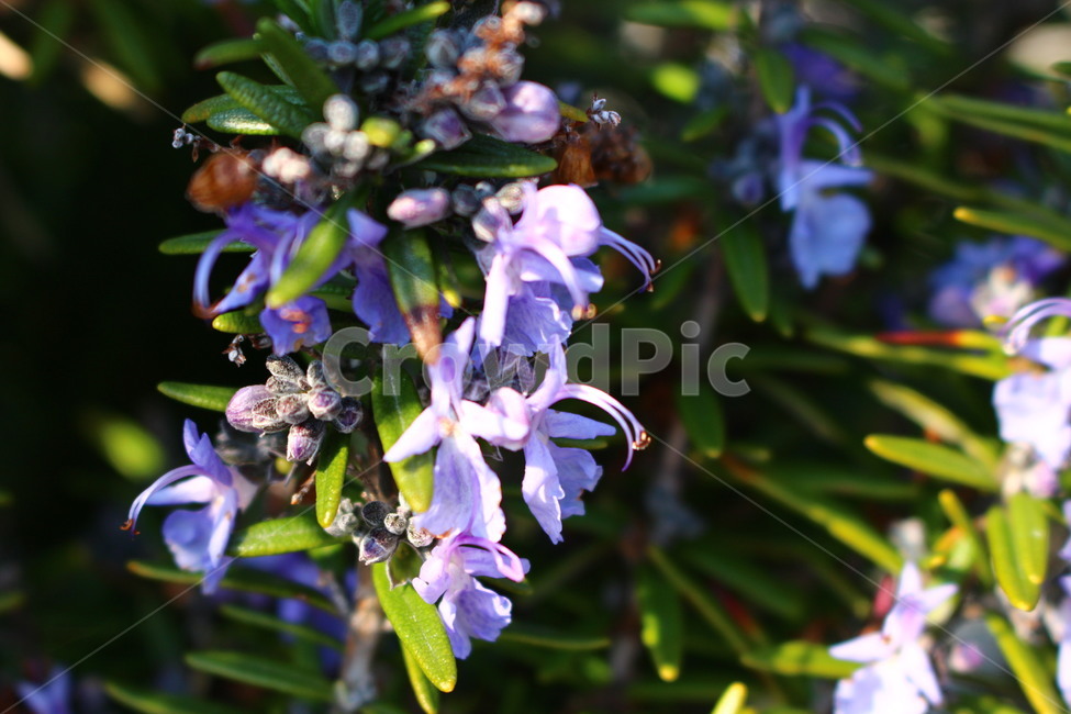 로즈마리,꽃,보라색꽃,빛,감성,로즈마리꽃,봄,식물,자연,plants,nature,꽃,flower