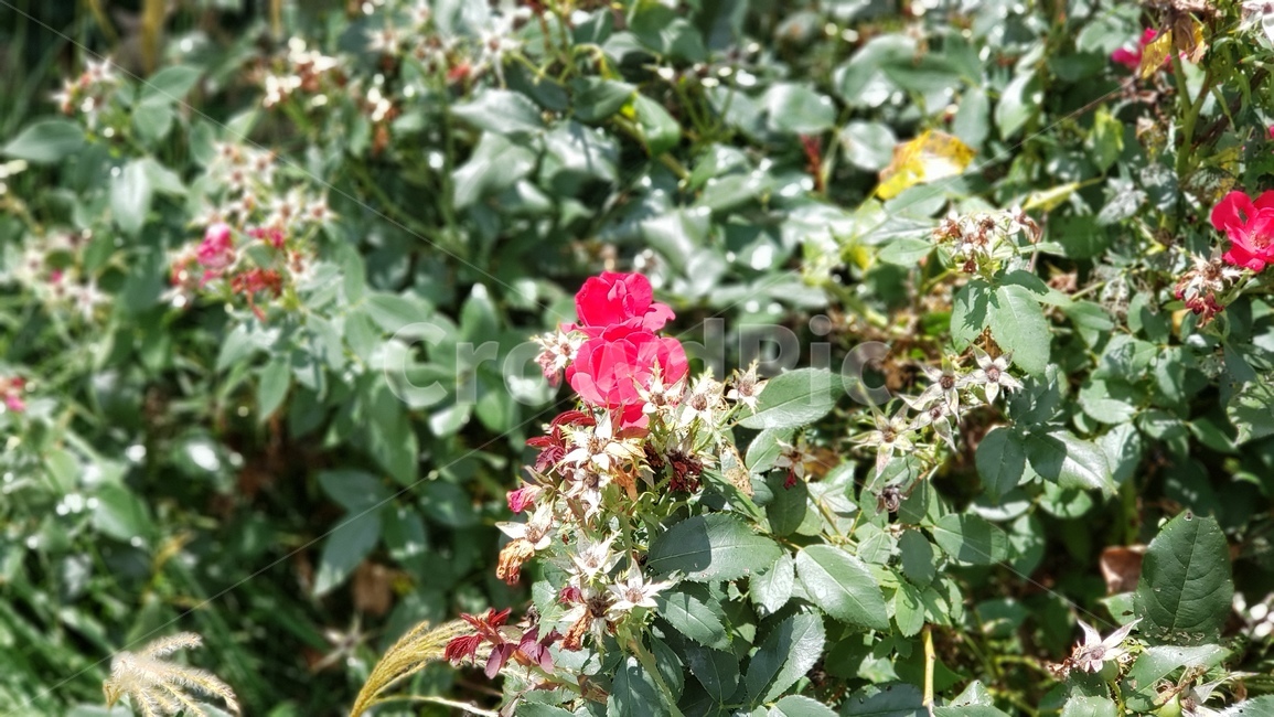 꽃,자연,장미,빨간색,식물,장미꽃,빨간꽃,라이브포커스,아웃포커스,아웃포커싱,감성,여름,맑음,아침,야생화,생화