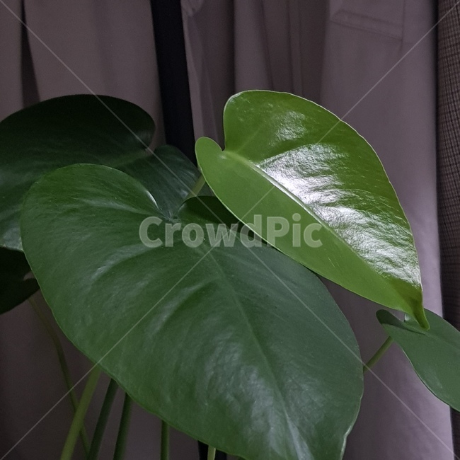 식물,몬스테라,plant,나뭇잎,초록