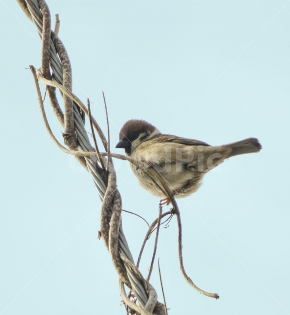 자연,새,참새,bird,조류,이미지,동물,animal,조류,새,birds