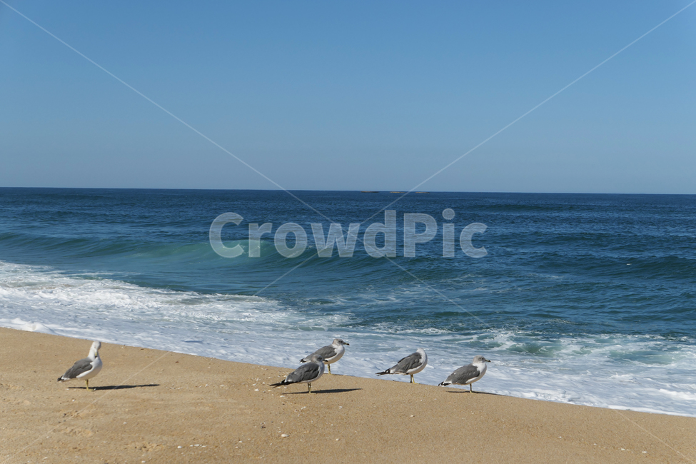 새,동물,animal,seagull,gull,바다,모래,하늘,sky,sea,sand,갈매기,파도,wave,해변,바다,beach,sea,동물,animal,조류,새,birds