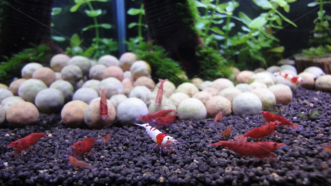 crs새우,어항,체리새우,관상새우,물고기,빨강,초록,흰색,흑색,red,white,green,black,물,water,Shrimp,동물,animal