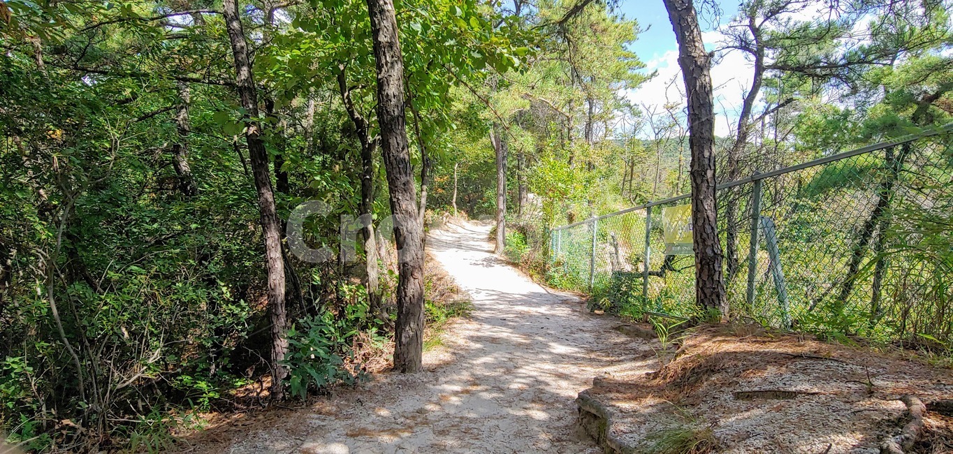 tree,나무,plant,식물,불암산,등산,산