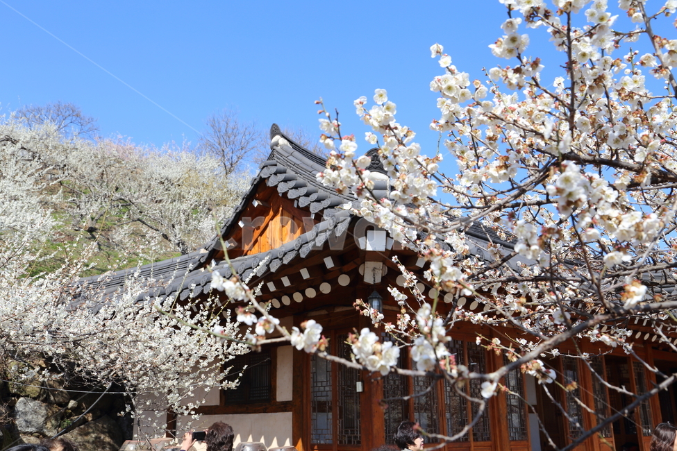 광양,광양벚꽃축제,벚꽃,백벚꽃,벚꽃나무,봄,계절,spring,season,한국전통,한국문화,korean traditional,korean culture,건축물,건물외관,exterior,building,structure,architecture,construction,plant,식물,blossom,꽃,flower