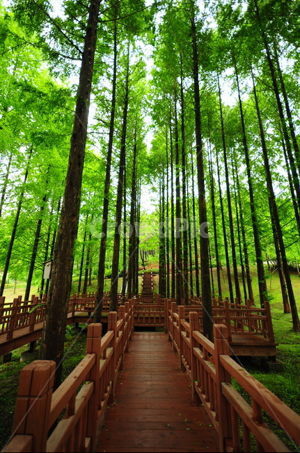 메타세콰이어,나무,메타세콰이어나무,나무데크,산책로,산책길,숲길,나뭇잎,자연,풍경,nature,landscape,plant,식물,bamboo,대나무