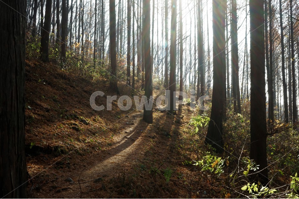 메타세콰이어,숲,산행,초겨울,자연,나무,nature,forest,earlywinter,metasequoia,trail,fall,walkway,trees,season,stroll,park,sunshine,그림자,shadow,식물,자연,plants,nature,나무,trees,wood