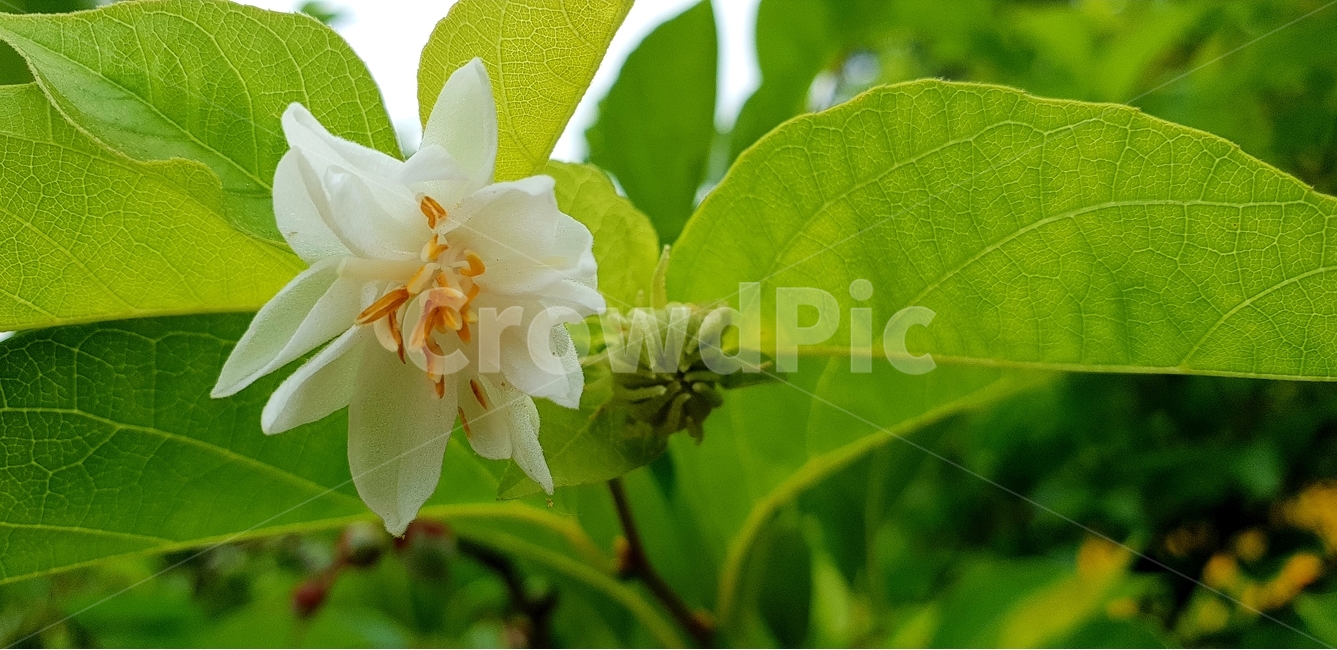 꽃,개화,하얀꽃,흰꽃,식물,식물,자연,plants,nature,꽃,flower