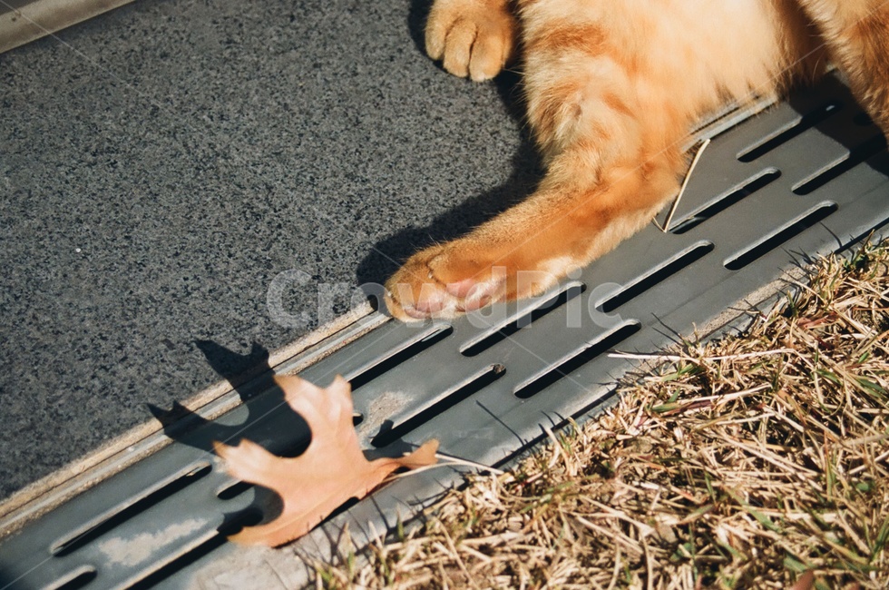 고양이,포유류,동물,발바닥,animal,cat,kitten,paw,가을,계절,fall,autumn,season,동물,animal,포유류,mammal,고양이,cat,kitten,kitty