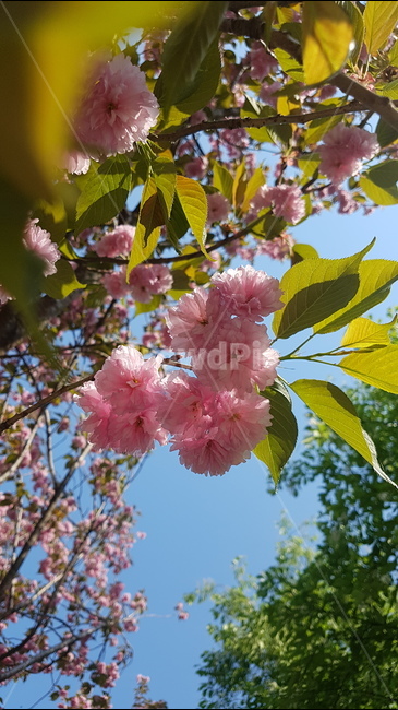 겹벚꽃,벚꽃,봄,꽃,핑크,cherryblossom,분홍,분홍색,하늘,자연,flower,flowers,spring,nature,plants,계절,pink,season,식물,왕벚꽃,꽃잎,sky,봄,계절,spring,season,식물,자연,plants,nature,꽃,flower,plant,blossom