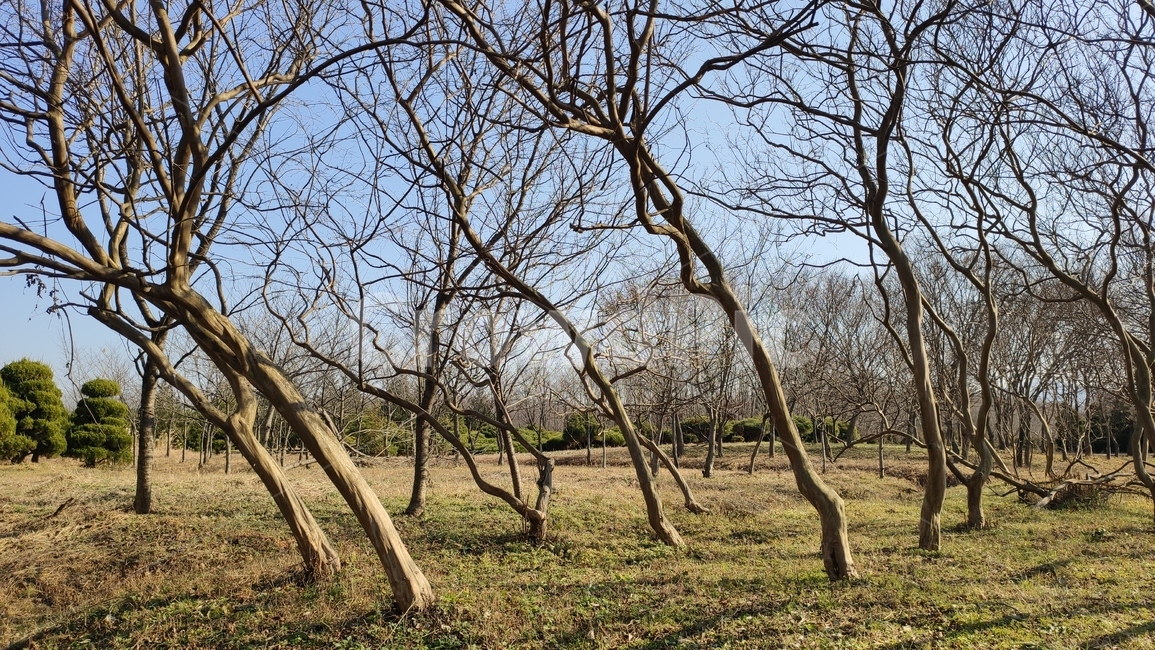 정원수,plant,식물,tree,나무,나무줄기,식물,자연,plants,nature,나무,trees,wood