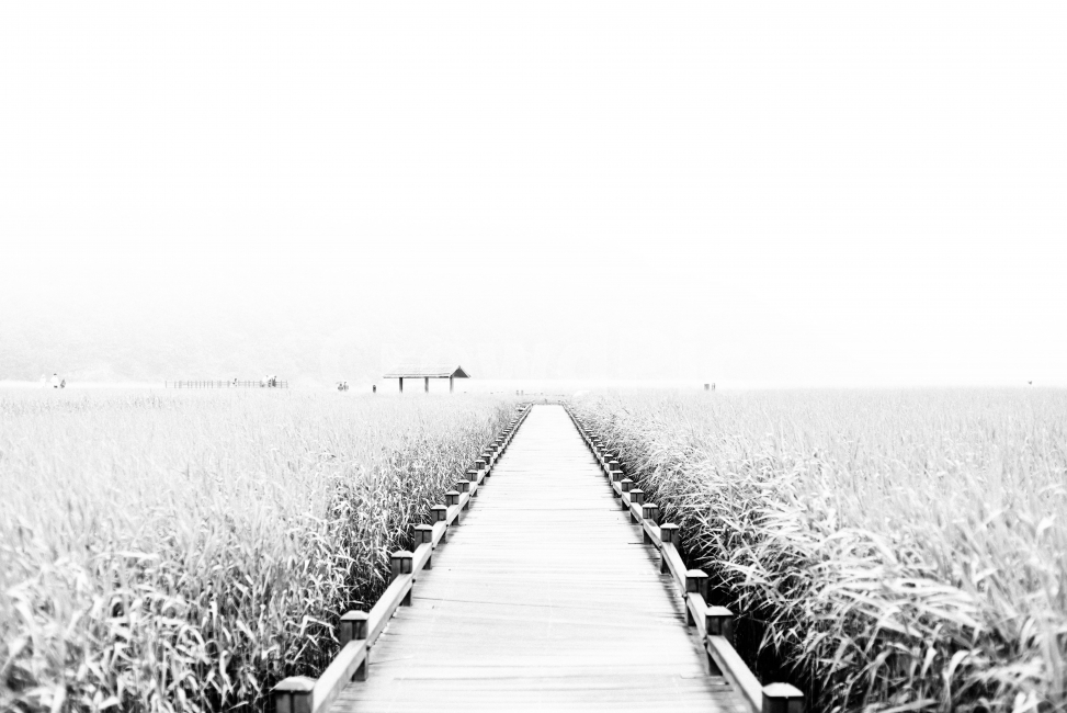 순천만,자연,흑백,길,갈대길,자연,풍경,nature,landscape,흑백,모노톤,monochrome,black and white,path,통로