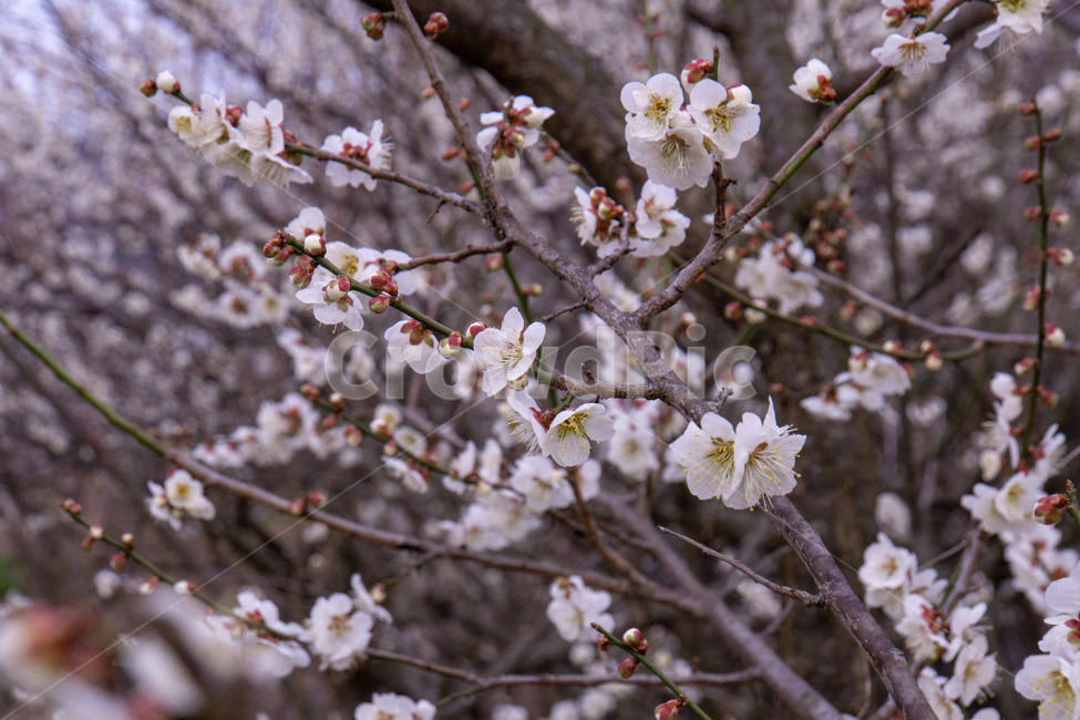 매화,매화꽃,봄꽃,봄,나무,계절,매화나무,꽃,봄,계절,spring,season,식물,자연,plants,nature,꽃,flower,plant,blossom