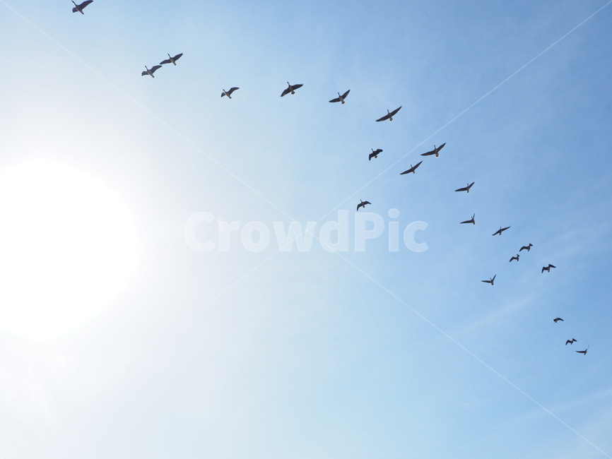 새,기러기,하늘,비상,날개,동물,animal,조류,새,birds