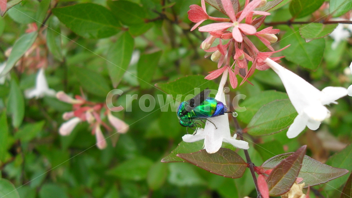 청벌,꽃댕강,파란벌,벌침,가을날,동물,animal,곤충,벌레,insect,bug