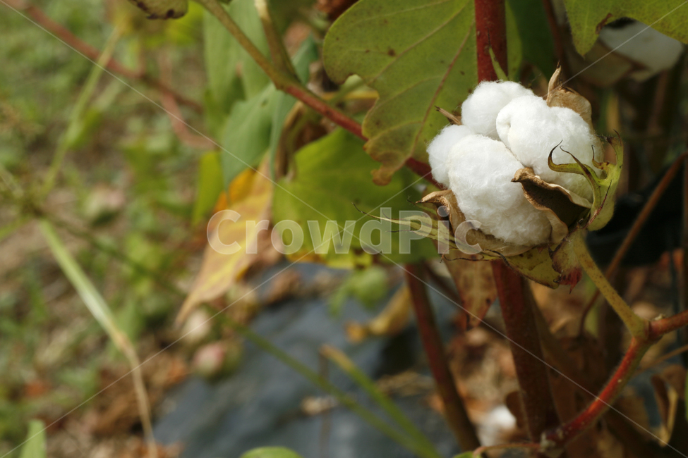 목화,목화꽃,면화,식물,솜,식물,자연,plants,nature,꽃,flower