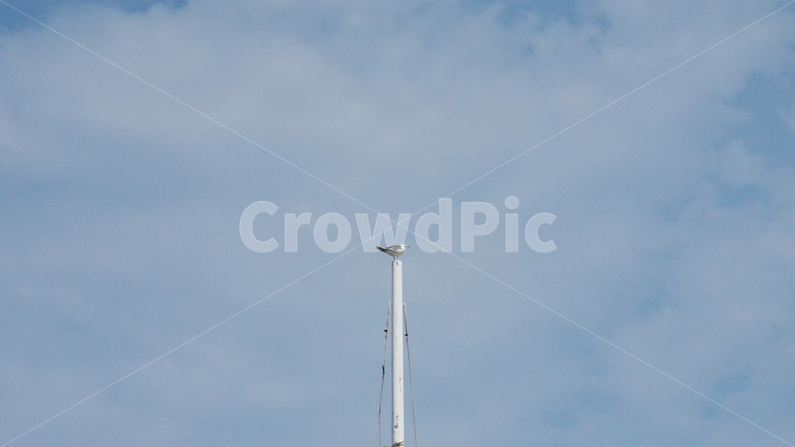 하늘,갈매기,자연,구름,sky,nature,commongull,cloud,동물,animal,조류,새,birds