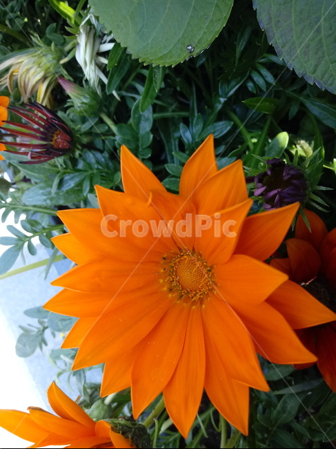 가자니아,gazania,국화과,꽃,식물,보물꽃