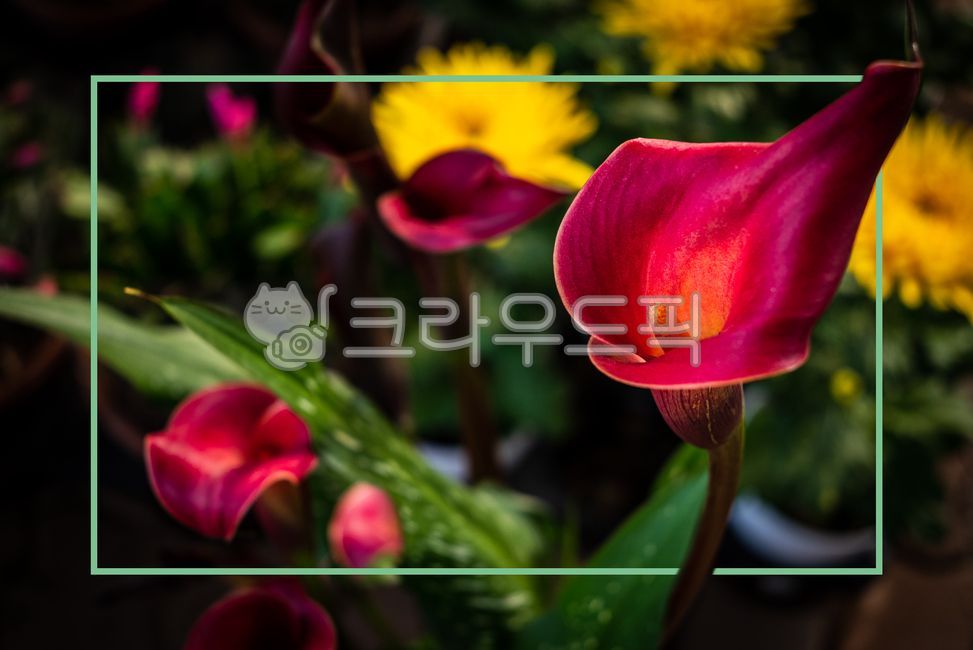 texture,copyspace,square box,column,text box,orchid flower,flower,square,background,copy space,squarebox,frame