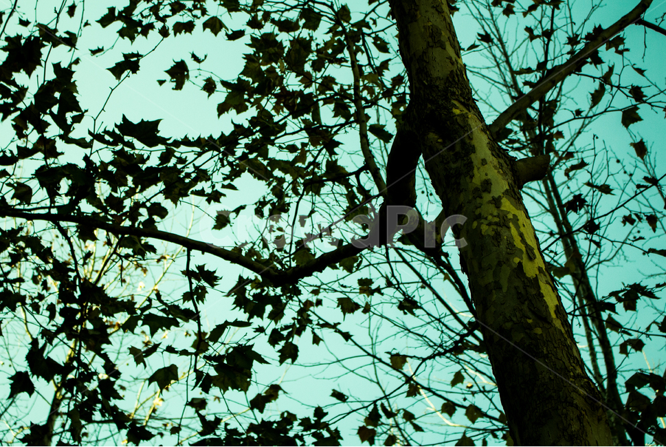 나뭇잎,leaf,자연,나무,가을,식물,자연,plants,nature,나무,trees,wood,색깔,색상,색채,색감,color sense,color sensitivity,feeling of color